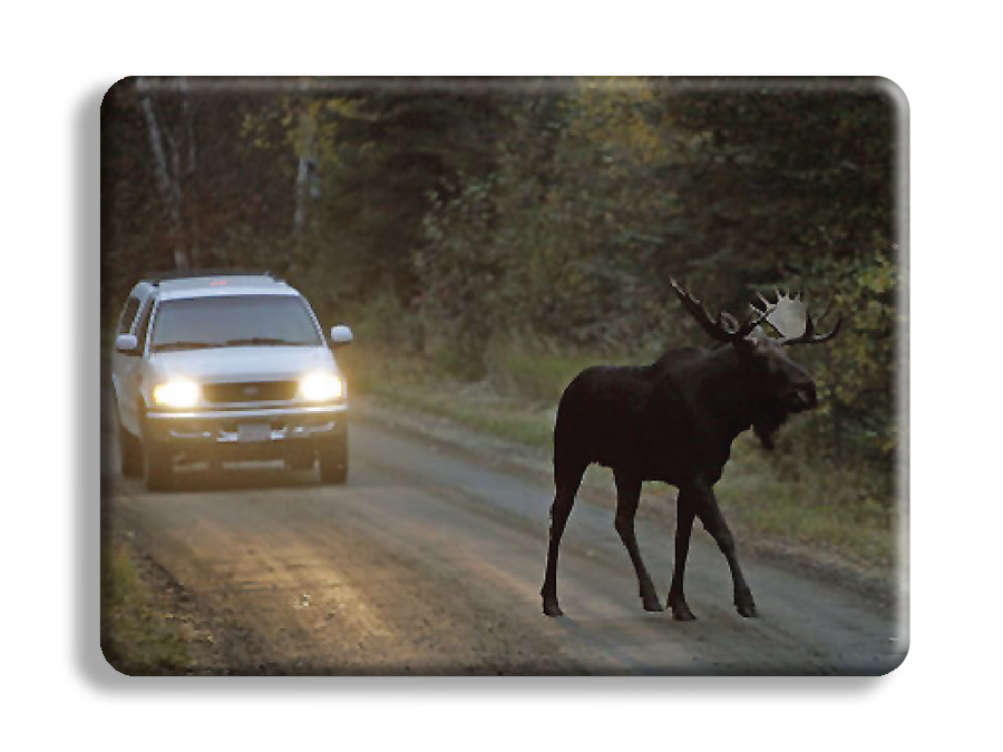 Moose in road at dusk